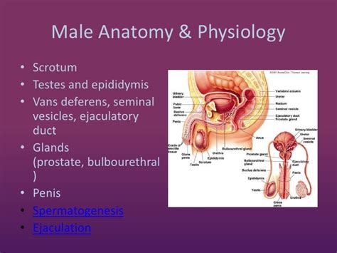 Male Reproductive System