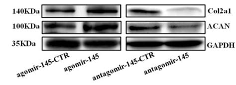 Gapdh Antibody Affinity Biosciences