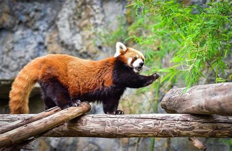 Panda rojo 10 curiosidades que quizas no conocías