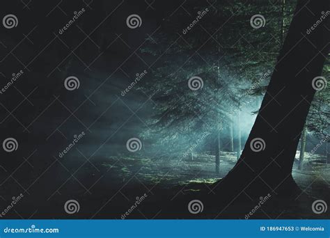 Misteriosa Luz Intensa Dentro Da Floresta Neblina Escura Imagem De