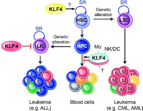 Transformation Of Hsc Hpc And Generation Of Lsc Lic Genetic