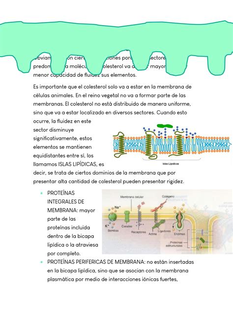 SOLUTION Resumen Introducci N A La Biolog A Celular Studypool