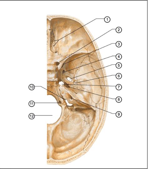 Foramina Of Cranial Base Superior View Diagram Quizlet