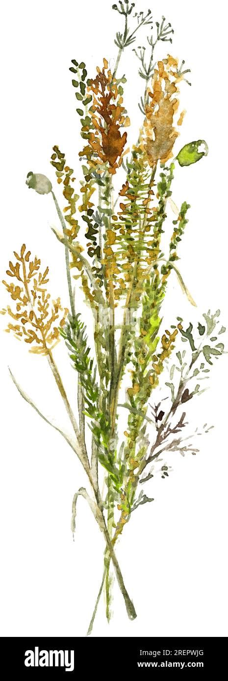 A Bouquet Of Forest Wild Grasses And Flowers Watercolor Illustration On A White Background