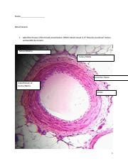 Week 1 Blood Vessels 1 Docx Name Blood Vessels 1 Label The Tissues