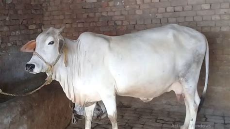 White Color Beautiful Pure Sahiwal Cow In Pakistan Cow Pictures Cow