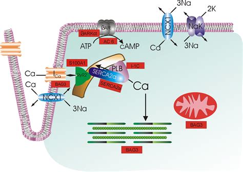 Current Landscape Of Heart Failure Gene Therapy Journal Of The