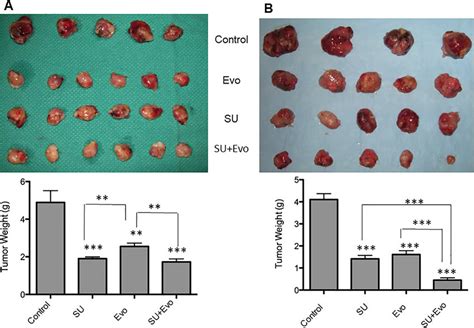 Tumor Size And Weights In Xenograft Model Involving Sunitinib 30