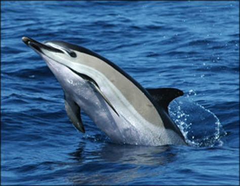 The Awesome Intelligence Of Cetaceans Part 1 Hubpages