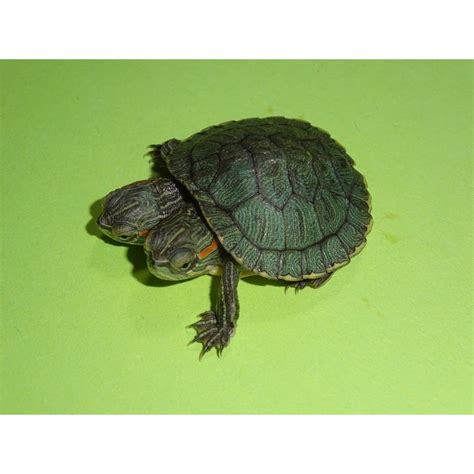 2 Headed Red Ear Slider Baby Strictly Reptiles Inc