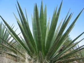 El Agave Bacanora Denominado Angustifolia Es El Nombre De La Planta