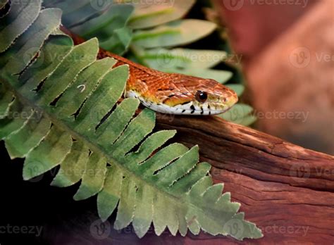 Slithering Brown Patterned Snake with Wood and Leaves 9752989 Stock