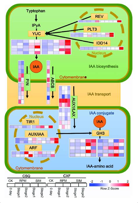 Transcriptional Changes In Auxin Related Genes Red Indicates