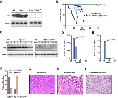 TCTP Regulates Genotoxic Stress And Tumorigenicity Via Intercellular