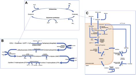 Figure summarising the role of (A) glutamine and glutamate synthesis ...