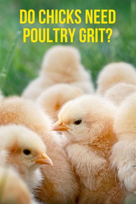 Do Chicks Need Poultry Grit Pampered Chicken Mama Raising Backyard