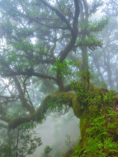 Landscape Photography In Madeira With The Fujifilm Gfx S Fujilove