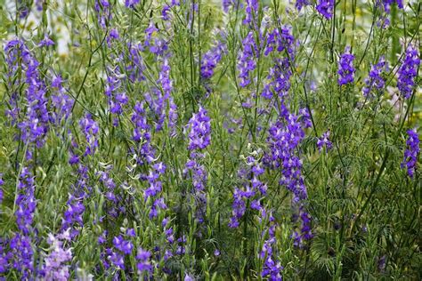 Larkspur Winter Care | Plant Addicts