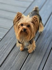 Yorkies for Adoption - Yorkie Rescue Me