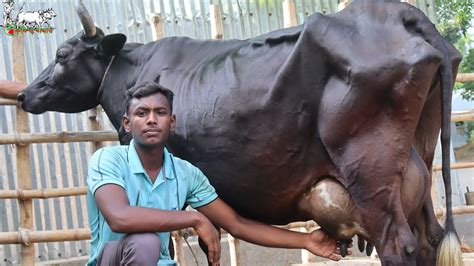 মাত্র ৮৫ হাজার থেকে পানির দামে দুধের গাভী।জার্সিসহ মাঝারী ও বিগ সাইজের