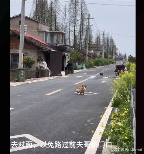 狗子路过前男友家，生怕撞见沿路边边走，前男友的反应很真实了