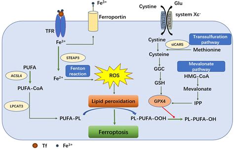 Frontiers Crosstalk Between Microwave Ablation And Ferroptosis The