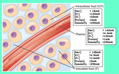 Lecture 7- membrane transport and transporters Flashcards | Quizlet