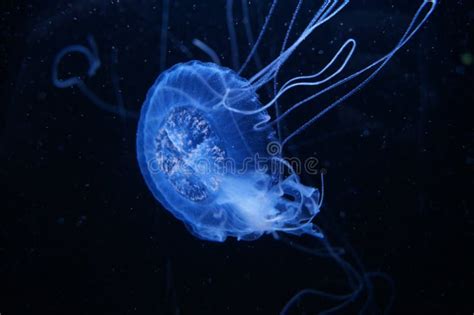 Blue Jelly Fish In Dark Water Stock Photo Image Of Moon Aquarium