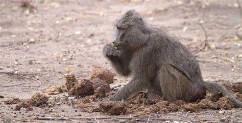 Poop eating is a common animal behaviour - Animal World for Kids