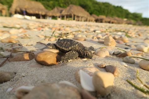 Baby Hawksbill Sea Turtle