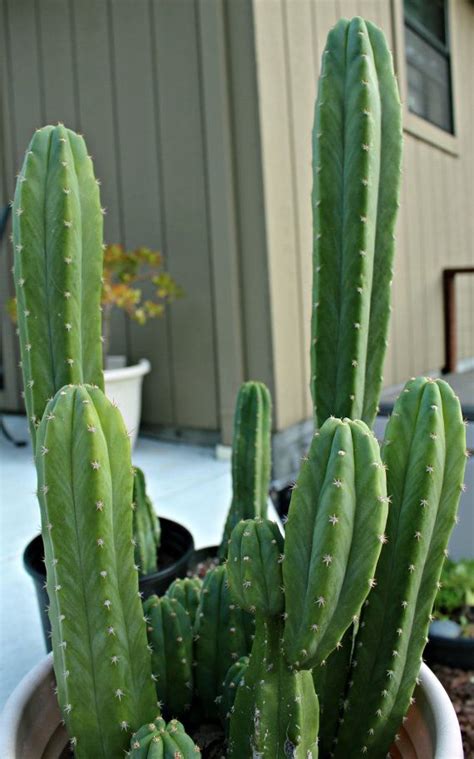 Trichocereus Pachanoi San Pedro Cactus Baby Bahçecilik