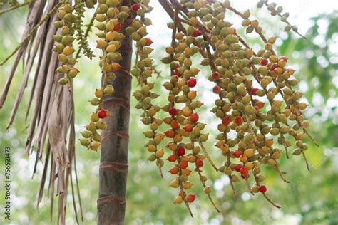 Red And Green Tropical Fruits Seeds Of Ornamental Palm Trees Of