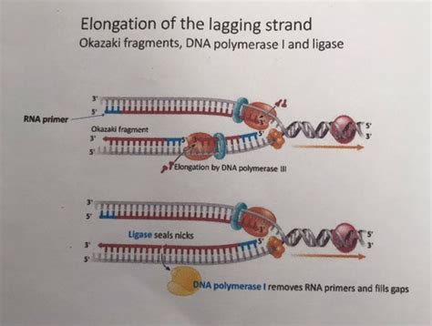 Genetics Dna Replication Flashcards Quizlet