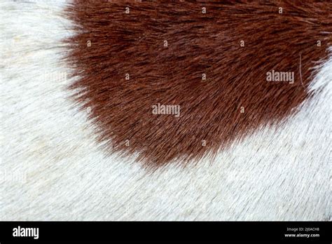 Texture Of A Fur Stock Photo Alamy