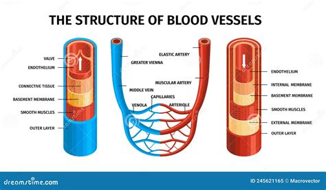 Elastic Artery Anatomical Vector Illustration Cross Section