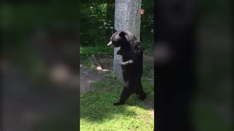 Black Bear Walking Upright