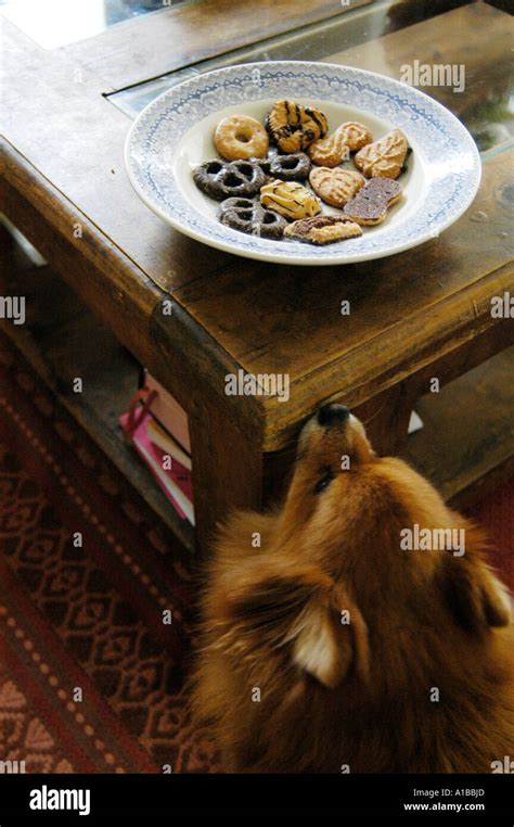 Smelling Dog House Hi Res Stock Photography And Images Alamy