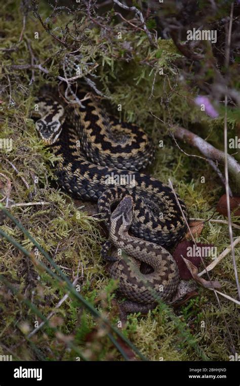 Two Male Adders Hi Res Stock Photography And Images Alamy