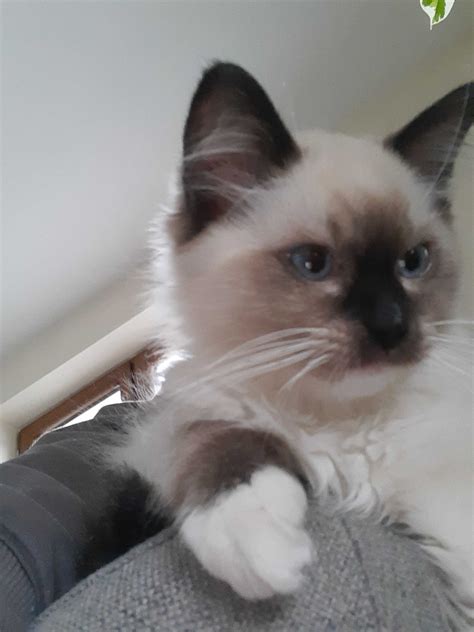 Liczny Kotek Ragdoll Ostr W Mazowiecka Olx Pl