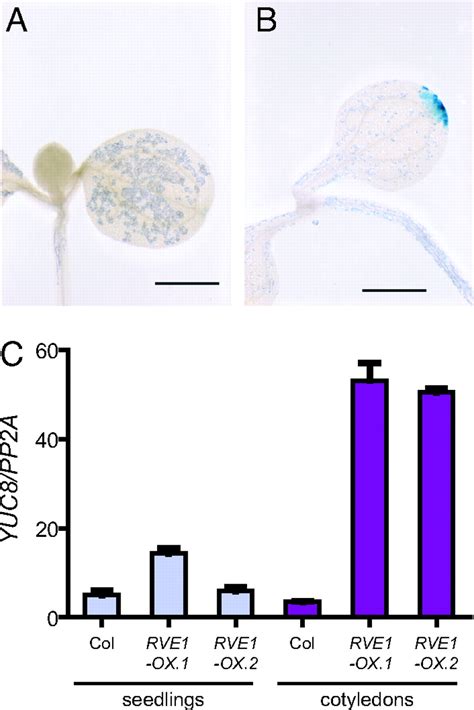 REVEILLE1, a Myb-like transcription factor, integrates the circadian ...