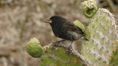 Darwin's Galapagos Finch - an icon of Galapagos evolution