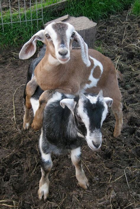 Solar Living: Urban Homesteading: How to Raise Backyard Goats