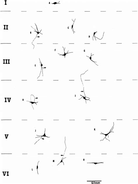 Dendrites Of Neurons In The Ipl Cortex Layers Download Scientific