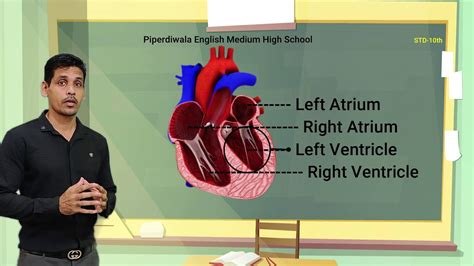 Internal Structure Of Heart With Animated Diagram For Grade 10