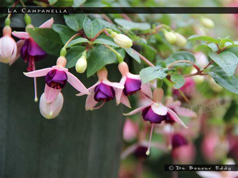 La Campanella - FuchsiaFinder