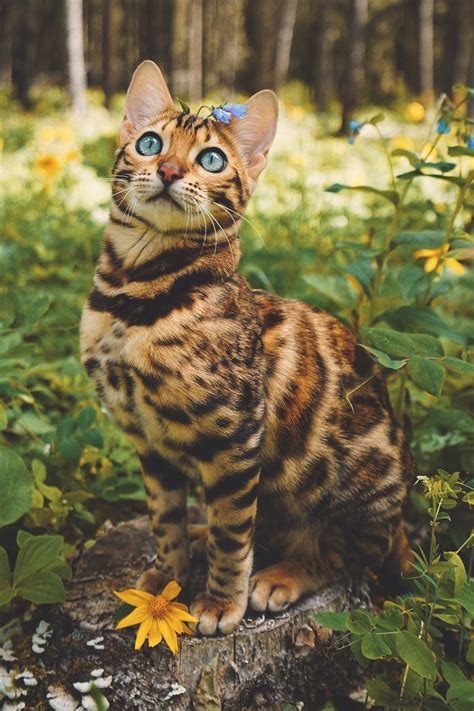 Bengal cat – Artofit