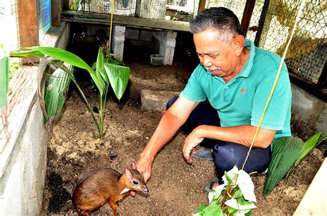 Warga Emas Isi Masa Terluang Jinakkan Kancil dan Kijang – KOMUNITI SEGAMAT