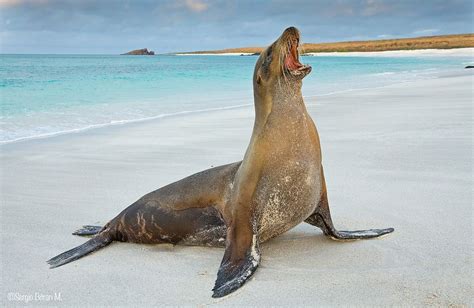 Total 119 Images Lobo Marino De Galapagos Caracteristicas Viaterramx