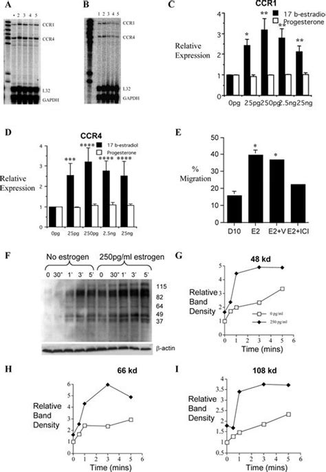 Estrogen Regulates Ccr Gene Expression And Function In T Lymphocytes 1