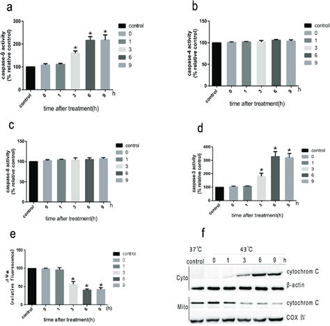 Heat Stress Induced Apoptosis Through The Initiation Of The